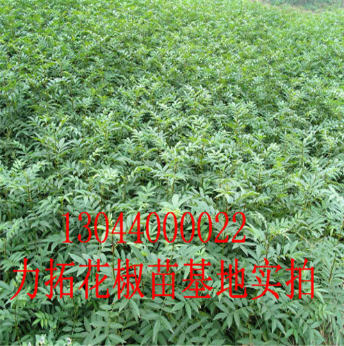 南平市大花椒花椒苗重花椒苗分布范围