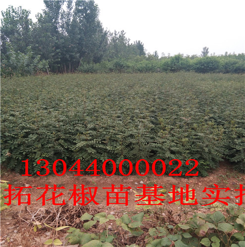 花椒树苗昆明无刺花椒苗图片巴中市昆明无刺花椒苗图片