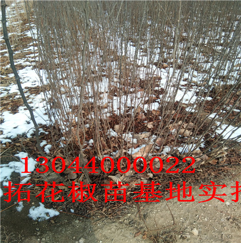 花椒树苗主要价值牡丹江市主要价值