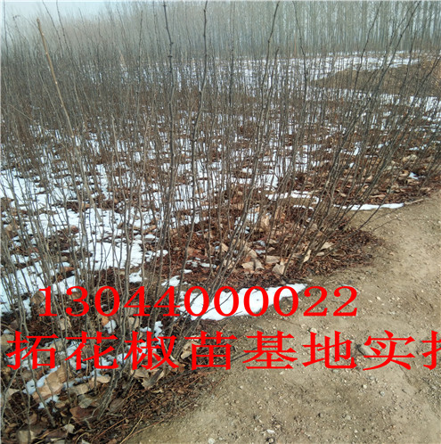 花椒树苗昆明无刺花椒苗图片巴中市昆明无刺花椒苗图片