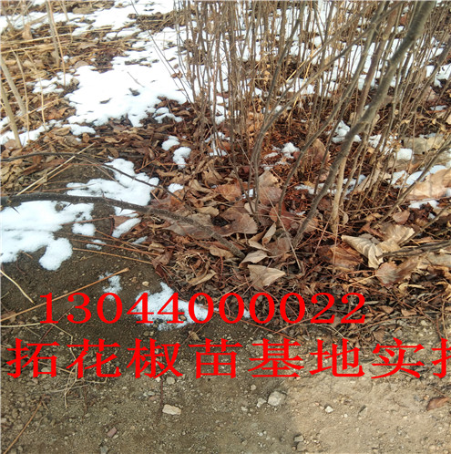 花椒树苗青花椒苗优质品种巴中市青花椒苗优质品种