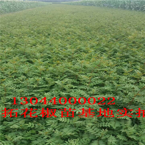 竹叶花椒苗武汉市