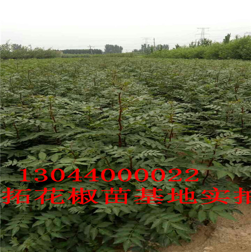 花椒树苗陇南无刺花椒苗图片巴中市陇南无刺花椒苗图片