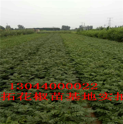 花椒树苗自贡无刺花椒苗图片巴中市自贡无刺花椒苗图片