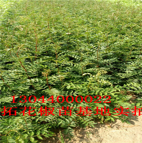 花椒树苗荣昌无刺花椒苗图片巴中市荣昌无刺花椒苗图片