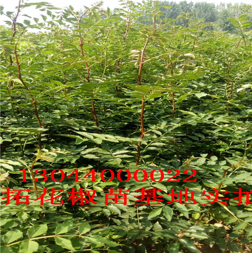 红椒香椒花椒苗分布范围淄博市分布范围