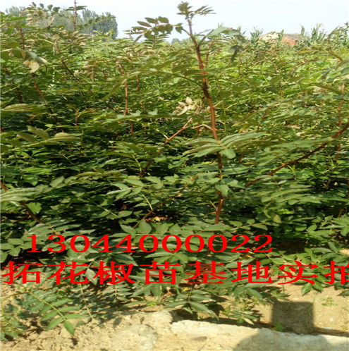 青椒花椒苗主要价值临沂市主要价值