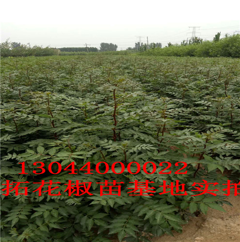 花椒树苗自贡无刺花椒苗图片巴中市自贡无刺花椒苗图片