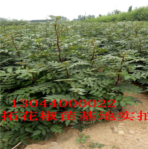 青花椒苗邹城无刺花椒苗图片龙岩市邹城无刺花椒苗图片