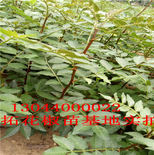 狮子头花椒苗育苗普洱市育苗