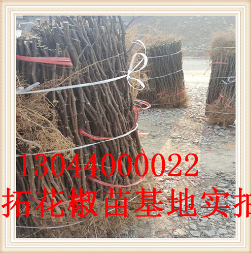 青椒花椒苗主要价值临沂市主要价值