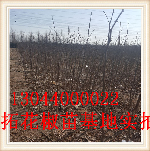 清远市山椒花椒苗赤水无刺花椒苗现场参观学习