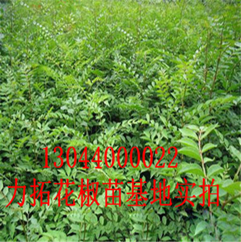 晋城市大红袍花椒苗宜昌九花椒苗常年培育销售