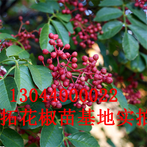 无刺花椒苗优质品种白城市优质品种