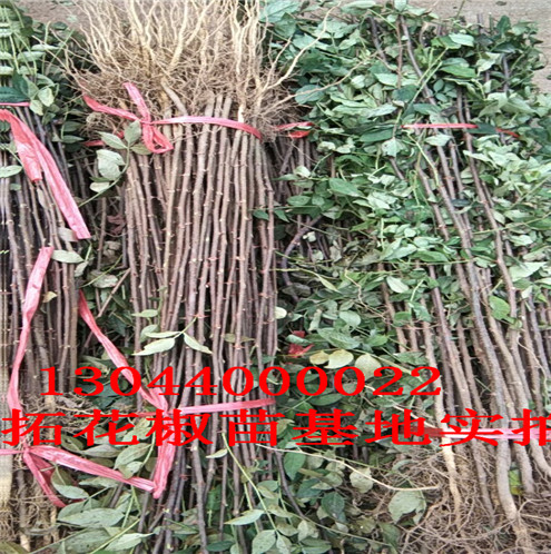 竹叶花椒苗武汉市