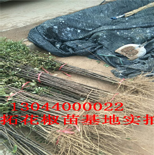 花椒树苗昆明无刺花椒苗图片巴中市昆明无刺花椒苗图片