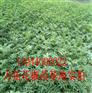 枣庄市蜀椒花椒苗兴义花椒树苗批发价格