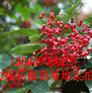 南平市大花椒花椒苗永安花椒树苗育苗技巧