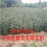 青花椒苗盖州无刺花椒苗图片龙岩市盖州无刺花椒苗图片