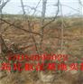 池州市大红袍花椒苗河池黄盖花椒苗防治措施
