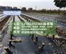无花果苗、衢州无花果苗、【惠星农场】早熟