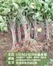 无花果种苗|无花果苗|〈惠星农场〉