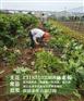 无花果苗基地|无花果苗|惠星农场