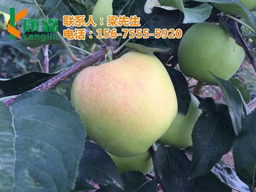 山姆苹果_康霖现代农业_山姆苹果价格  山姆苹果礼盒哪里  山姆苹果直销