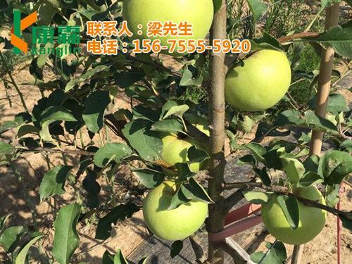 康霖现代农业、山姆苹果、山姆苹果礼盒批发  山姆苹果礼盒购地  山姆苹果礼盒供应