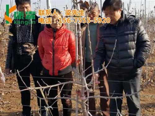 批发山姆苹果礼盒,山姆苹果,康霖现代农业  山姆苹果礼盒购地  山姆苹果陕西商家