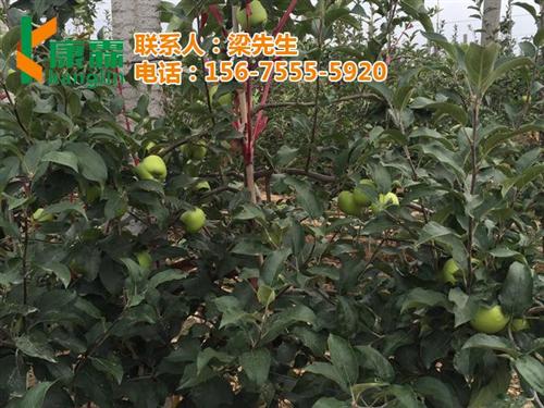 山姆苹果礼盒零售|山姆苹果|康霖现代农业  山姆苹果礼盒哪里  山姆苹果电话