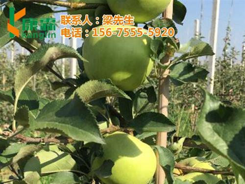 康霖苹果陕西供应,康霖苹果,康霖现代农业  康霖苹果电话  康霖苹果礼盒批发