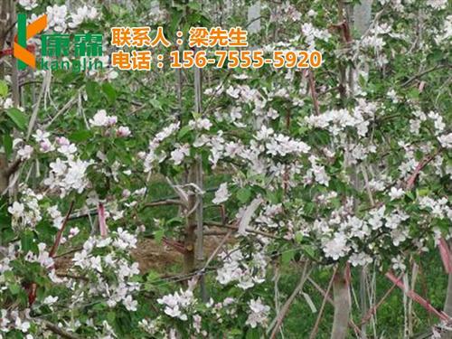 山姆苹果_康霖现代农业_康霖山姆苹果价格  批发山姆苹果礼盒  山姆苹果陕西商家