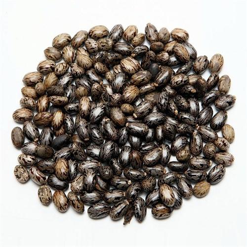 蓖麻油_卓畅化工成功源自品质_印度原装蓖  印度原装蓖麻油供  印度原装蓖麻油代  印度原装蓖麻油总