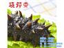 冬季海参哪家好|冬季海参|晓芹海参(查看