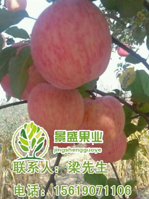 洛川苹果运输进货,洛川苹果,景盛果业洛川  洛川苹果包装箱  洛川苹果专卖店