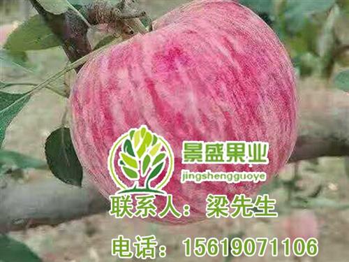 景盛果业洛川苹果_洛川苹果_洛川苹果套袋  洛川苹果套袋包装  洛川苹果运输进货  洛川苹果园区苹果