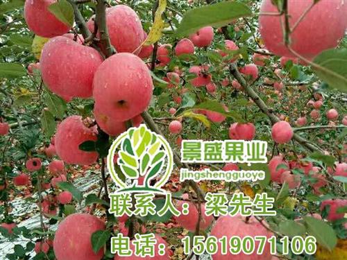 洛川苹果种类_洛川苹果_景盛果业洛川苹果  洛川苹果一吨多少  洛川苹果公斤价格