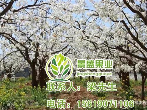 洛川红富士_景盛果业_洛川红富士产业园  洛川红富士价格  洛川红富士批发价