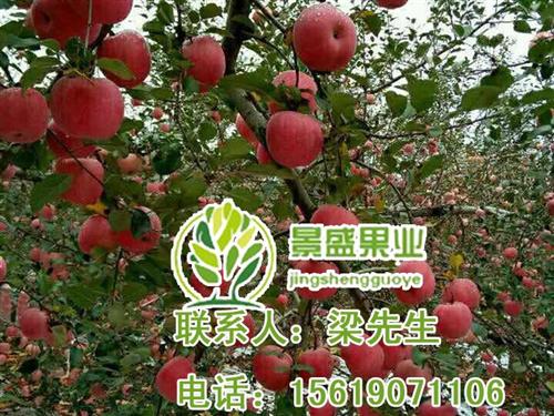 洛川苹果运输进货_洛川苹果_景盛果业洛川  洛川苹果公司  洛川苹果合作社
