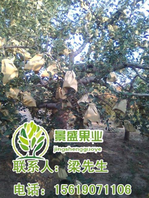 洛川苹果园区苹果节、洛川苹果、景盛果业洛  洛川苹果专卖店  洛川苹果运输进货