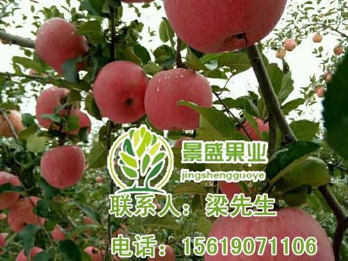 洛川苹果,景盛果业洛川苹果,洛川苹果散装  洛川苹果散装批发  陕西洛川苹果产业  洛川苹果上市价格