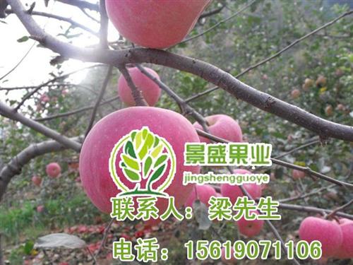 洛川苹果、景盛果业洛川苹果、洛川苹果包装  洛川苹果包装箱  洛川苹果公司  洛川苹果运输进货