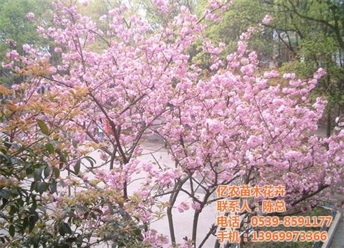 亿农苗木花卉|苗木|园林苗木 新苗木求购 苗木报价表