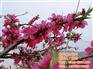 菏泽苗木、亿农苗木花卉、苗木在线