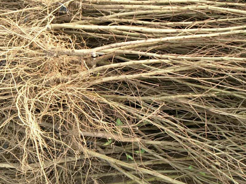 河阴树苗多少钱 郑州哪里能买到价格合 石榴树苗基地 供应石榴树苗 石榴树苗批发