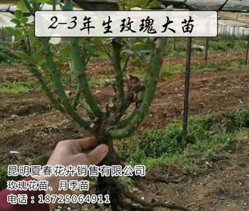 玫瑰苗、夏春花卉、玫瑰苗那种好&nbsp;&nbsp;玫瑰苗好吗&nbsp;&nbsp;玫瑰苗哪里便宜