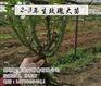 玫瑰苗哪里有卖、玫瑰苗、夏春花卉(查看)