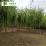 河南垂柳 15公分垂柳价格