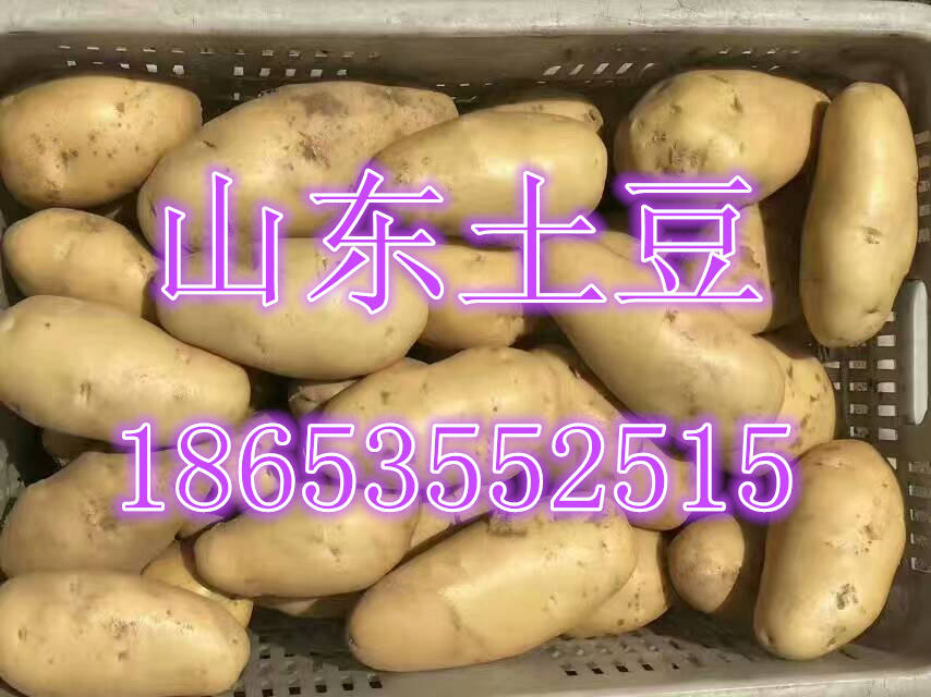 山东荷兰土豆批发  土豆价格